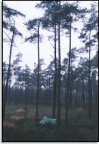 Winterhike bij Arnhem