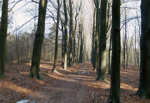foto: Henk veldmans