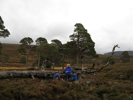 Aan het eind komen we weer in zo�n mooi open dal, Glen Quoich, met, nog originele, heel oude Scots Pines. Hier nemen we een pauze met mooi uitzicht.