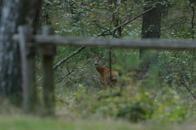Foto: Cor Claassens