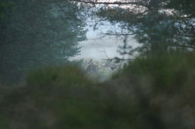 Foto: Cor Claassens