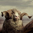 Merino wol komt uit Nieuw Zeeland