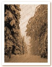 copyrights 2001 Yolanda Cebri�