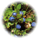 Blauwe bosbes