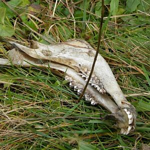 Slowakije_034_eerste_dag_onderkaak_van_een_schaap