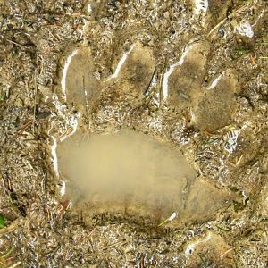 Slowakije_147_vierde_dag_vers_berenspoor