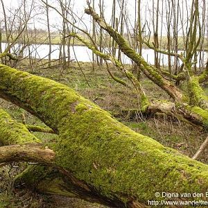 Bomen