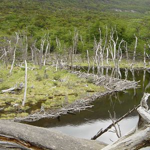Media 'Beversport? ;-)' in album 'Patagonië 2002'