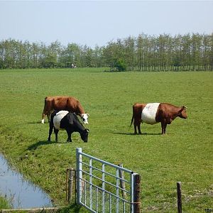 Mooie koeien: Lakenvelders