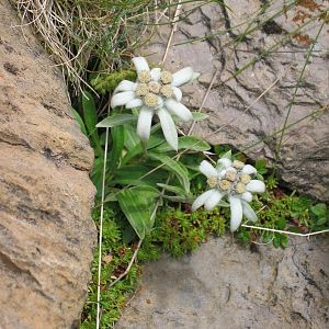 edelweiss