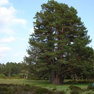Caledonian pine forest
