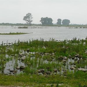 Uitzicht over het eiland vol met vogels