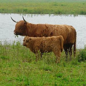 Schotse Hooglanders