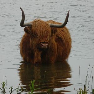 Waterbuffel? I