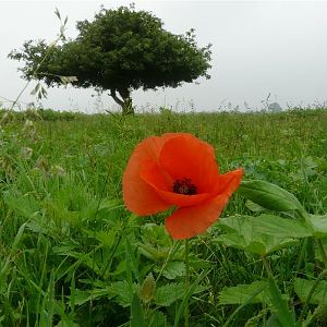 mooie bomen en bloemen