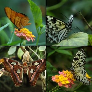 Butterfly park