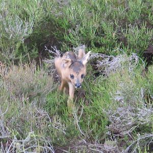 Media 'bambi' in categorie 'BzB-hike (05-06-2004)'