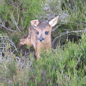 Media 'bambi' in categorie 'BzB-hike (05-06-2004)'