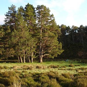 Media 'Wildkampeerplek bij Aviemore' in categorie 'Foto-albums gebruikers'
