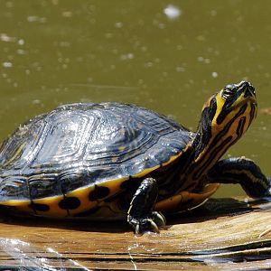 Schildpadjes
