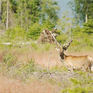 Värmland