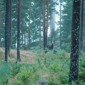 Värmland