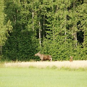 Värmland