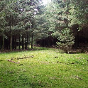 Groene rivier door het donkere bos...