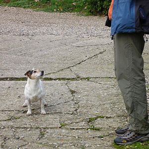 Harry wordt aangevallen door de grote wijnhond