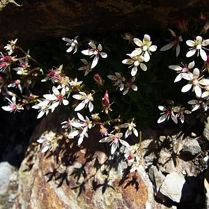 Tussen de rotsen groeien mooie bloemen II