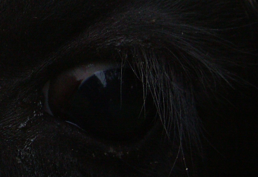 The eye of the koe...